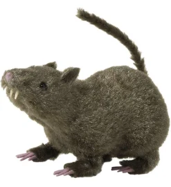 Behåret Rotte