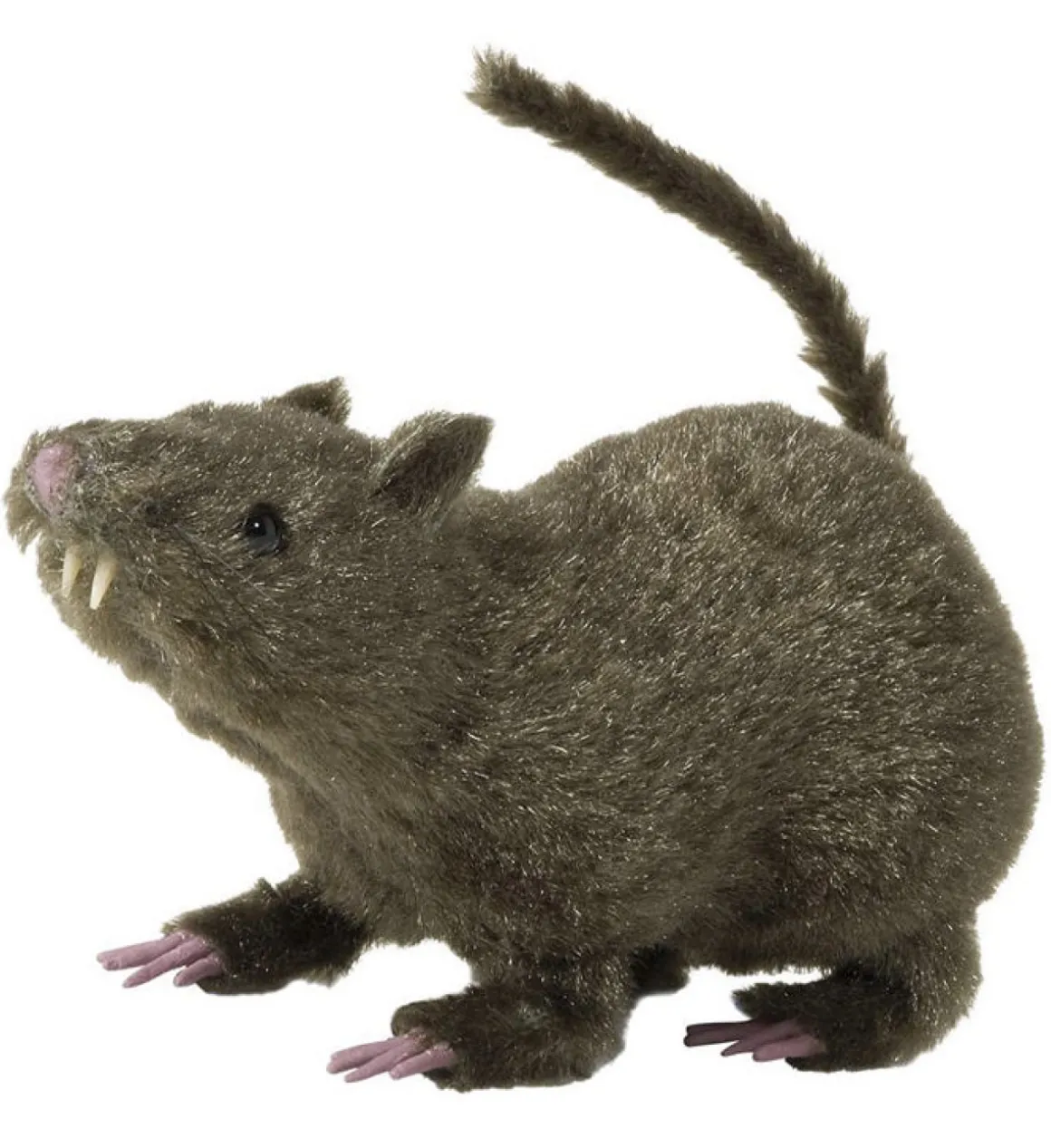 Behåret Rotte