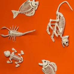 Frø Skelet
