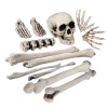 Halloween Skelet