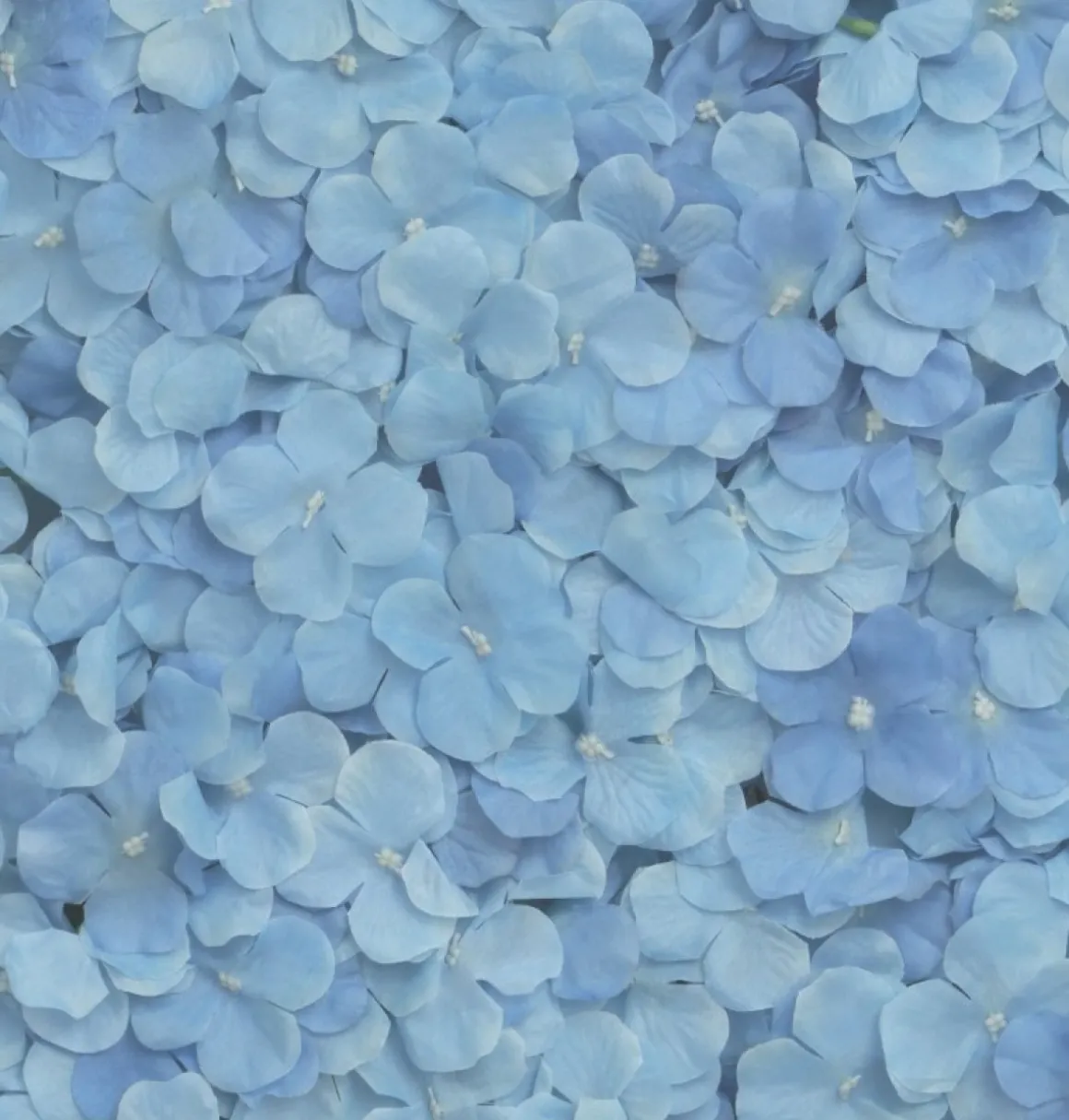 Hortensia Blomstervæg Blå