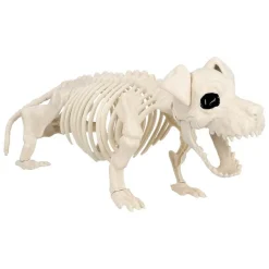 Hund Skelet