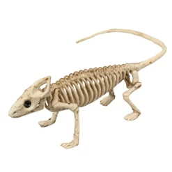 Leguan Skelet