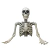 Lifesize Skelet Overkrop