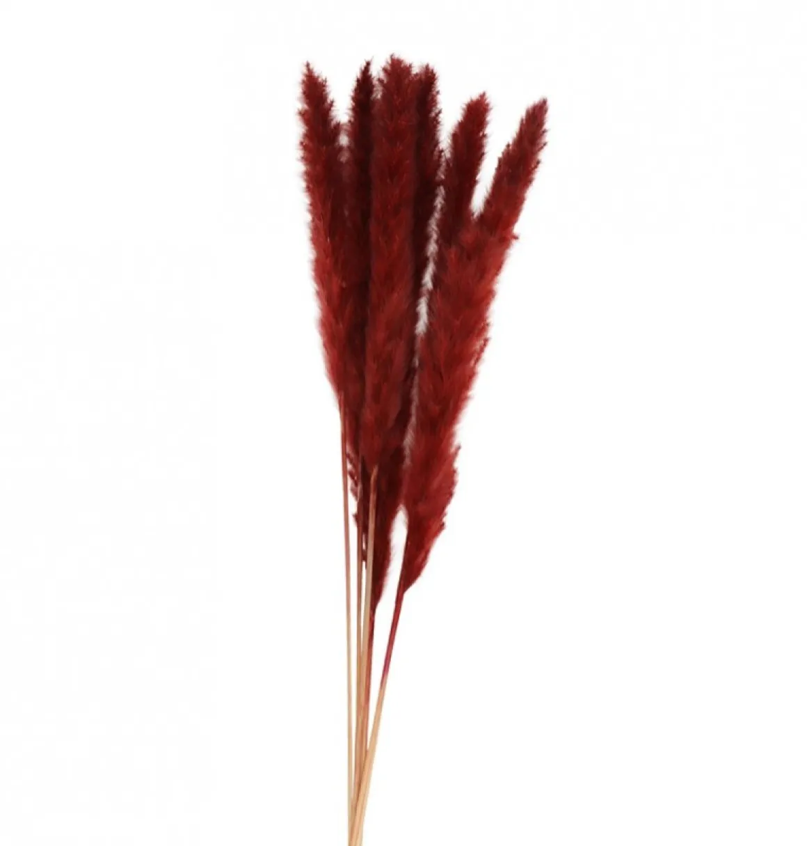 Pampasgræs Bundt Bordeaux