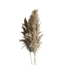 Rørgræs Bundt