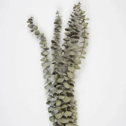 Tørrede Eucalyptus Grene