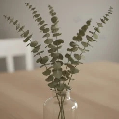 Tørrede Eucalyptus Grene