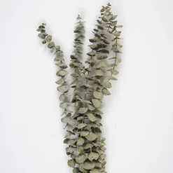 Tørrede Eucalyptus Grene